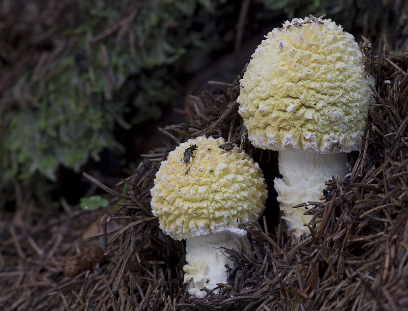 Amanita muscaria var. regalis